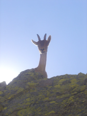 Cabra en Gredos